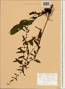 Rumex conglomeratus Murray, Crimea (KRYM) (Russia)