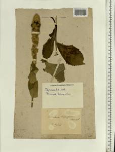 Verbascum densiflorum Bertol., Eastern Europe, South Ukrainian region (E12) (Ukraine)