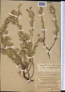 Dracocephalum diversifolium Rupr., Middle Asia, Western Tian Shan & Karatau (M3) (Kyrgyzstan)