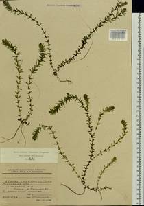 Elodea canadensis Michx., Eastern Europe, Central region (E4) (Russia)