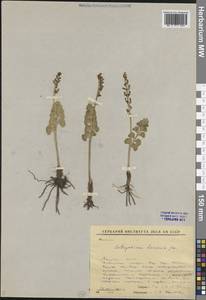 Botrychium lunaria (L.) Sw., Siberia, Yakutia (S5) (Russia)