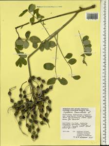 Sophora tomentosa L., South Asia, South Asia (Asia outside ex-Soviet states and Mongolia) (ASIA) (Thailand)