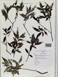 Salix pierotii Miq., Siberia, Russian Far East (S6) (Russia)