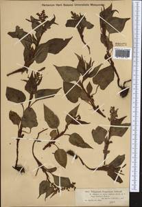 Koenigia songarica (Schrenk) T. M. Schust. & Reveal, Middle Asia, Dzungarian Alatau & Tarbagatai (M5) (Kazakhstan)