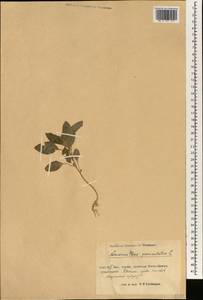 Amaranthus hybridus L., South Asia, South Asia (Asia outside ex-Soviet states and Mongolia) (ASIA) (China)