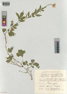 KUZ 005 410, Cardamine macrophylla Willd., Siberia, Altai & Sayany Mountains (S2) (Russia)