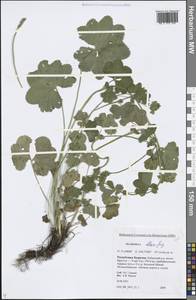 Alchemilla altaica Juz., Siberia, Baikal & Transbaikal region (S4) (Russia)