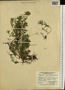 Teucrium montanum subsp. montanum, Eastern Europe, West Ukrainian region (E13) (Ukraine)
