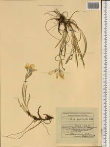 Iris arenaria Waldst. & Kit., Eastern Europe, Middle Volga region (E8) (Russia)