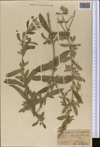 Epilobium hirsutum L., Middle Asia, Kopet Dag, Badkhyz, Small & Great Balkhan (M1) (Turkmenistan)