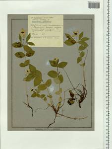 Cornus suecica L., Siberia, Russian Far East (S6) (Russia)