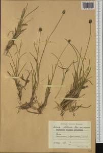Sesleria phleoides Steven ex Roem. & Schult., Western Europe (EUR) (Bulgaria)