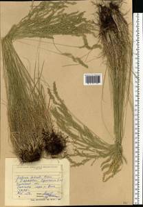 Festuca valesiaca Schleich. ex Gaudin, Eastern Europe, North Ukrainian region (E11) (Ukraine)