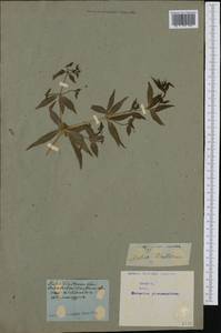 Rubia tinctorum L., Western Europe (EUR) (Not classified)