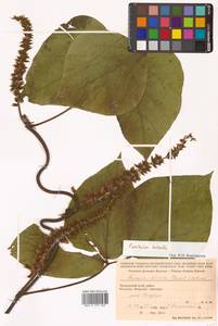 Pueraria montana var. lobata (Willd.) Maesen & S.M.Almeida ex Sanjappa & Predeep, Siberia, Russian Far East (S6) (Russia)