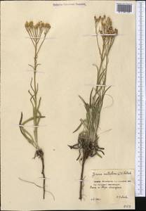 Jurinea multiflora (L.) B.Fedtsch., Middle Asia, Northern & Central Kazakhstan (M10) (Kazakhstan)