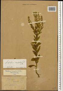 Lepidium campestre (L.) W.T. Aiton, Caucasus, Stavropol Krai, Karachay-Cherkessia & Kabardino-Balkaria (K1b) (Russia)
