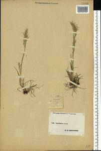 Poa bulbosa L., Eastern Europe, Central forest-and-steppe region (E6) (Russia)