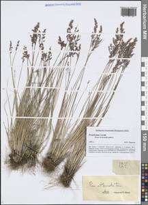 Poa attenuata Trin., Siberia, Altai & Sayany Mountains (S2) (Russia)