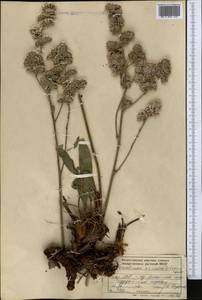 Goniolimon eximium (Schrenk) Boiss., Middle Asia, Northern & Central Tian Shan (M4) (Kazakhstan)