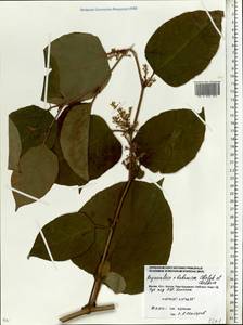 Reynoutria × bohemica Chrtek & Chrtková, Eastern Europe, Moscow region (E4a) (Russia)