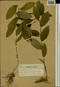 Disporum smilacinum A.Gray, Siberia, Russian Far East (S6) (Russia)