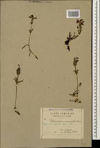 Pedicularis crassirostris Bunge, Caucasus, Armenia (K5) (Armenia)