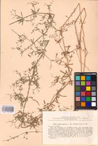 Galium spurium L., Eastern Europe, North Ukrainian region (E11) (Ukraine)