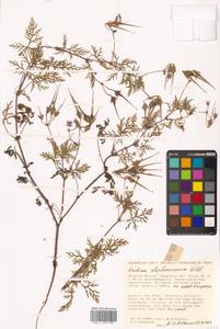 Erodium stephanianum Willd., Siberia (no precise locality) (S0) (Russia)