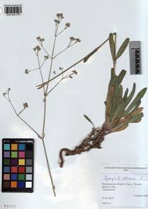 KUZ 004 376, Gypsophila altissima L., Siberia, Altai & Sayany Mountains (S2) (Russia)