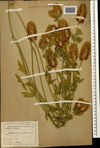 Trifolium vesiculosum Savi, Caucasus, Krasnodar Krai & Adygea (K1a) (Russia)