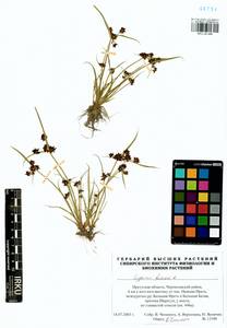 Cyperus fuscus L., Siberia, Baikal & Transbaikal region (S4) (Russia)