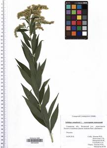 SMR002030, Solidago canadensis L., Eastern Europe, Middle Volga region (E8) (Russia)