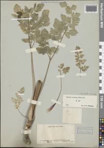 Sajanella monstrosa (Stephan ex Schult.) Soják, Siberia, Yakutia (S5) (Russia)