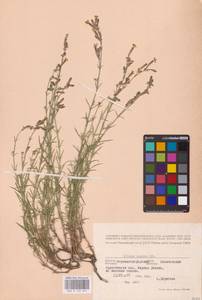 Silene supina M.Bieb., Eastern Europe, North Ukrainian region (E11) (Ukraine)