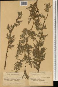 Platycladus orientalis (L.) Franco, South Asia, South Asia (Asia outside ex-Soviet states and Mongolia) (ASIA) (China)