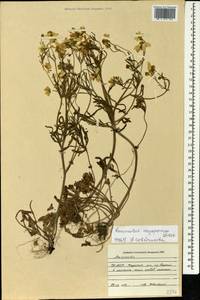 Ranunculus oxyspermus Willd., Caucasus, North Ossetia, Ingushetia & Chechnya (K1c) (Russia)