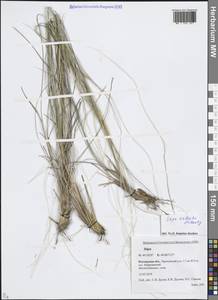 Stipa zalesskii Wilensky, Eastern Europe, Rostov Oblast (E12a) (Russia)