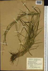 Elymus macrourus (Turcz.) Tzvelev, Siberia, Central Siberia (S3) (Russia)