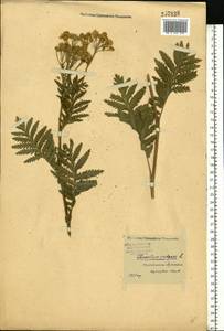 Tanacetum vulgare L., Eastern Europe, Central forest region (E5) (Russia)