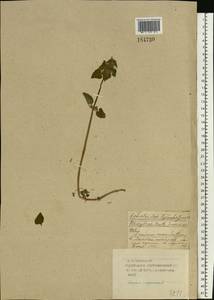 Lamium purpureum L., Eastern Europe, Western region (E3) (Russia)
