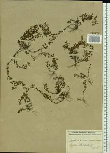 Lythrum portula (L.) D. A. Webb, Eastern Europe, Central forest-and-steppe region (E6) (Russia)