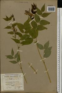Lathyrus vernus (L.) Bernh., Eastern Europe, North Ukrainian region (E11) (Ukraine)
