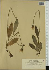 Hieracium richenii Murr, Western Europe (EUR) (Austria)
