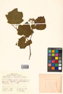 Physocarpus amurensis (Maxim.) Maxim., Siberia, Russian Far East (S6) (Russia)