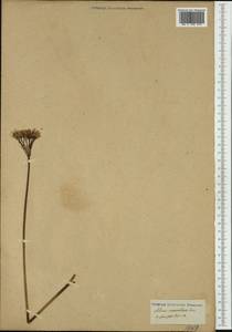 Allium, Western Europe (EUR) (Not classified)