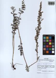 Artemisia laciniata Willd., Siberia, Altai & Sayany Mountains (S2) (Russia)