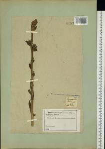 Campanula cervicaria L., Eastern Europe, Moscow region (E4a) (Russia)