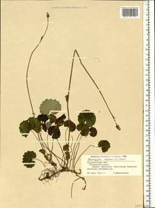 Homogyne alpina (L.) Cass., Eastern Europe, West Ukrainian region (E13) (Ukraine)