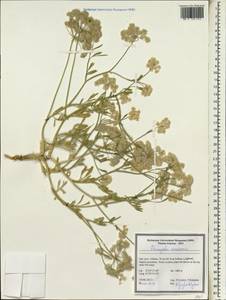 Psammogeton canescens (DC.) Vatke, South Asia, South Asia (Asia outside ex-Soviet states and Mongolia) (ASIA) (Iran)